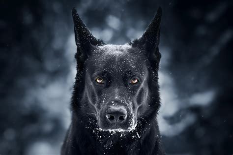 black dog wallpaper|picture of big black dogs.